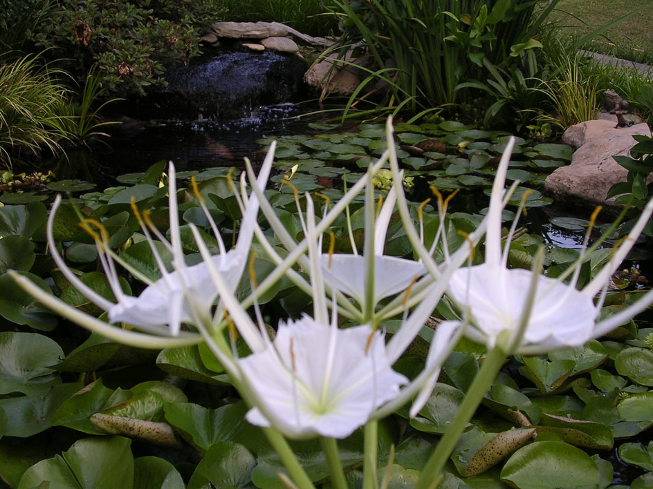 Spide Lilies 
